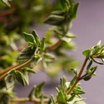 A erva aromática que pode transformar sua rotina e sua saúde