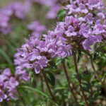 A erva aromática que pode transformar sua rotina e sua saúde