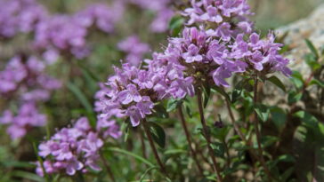 A erva aromática que pode transformar sua rotina e sua saúde