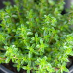 O tempero que deixa qualquer receita especial pode estar no seu quintal