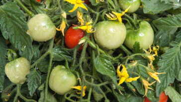 Seus tomates não ficam vermelhos Veja o que ninguém te contou
