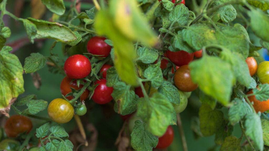 Seus tomates não ficam vermelhos Veja o que ninguém te contou