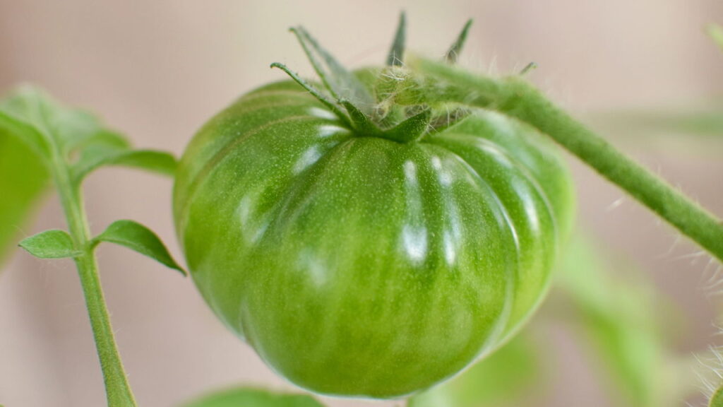 Seus tomates não ficam vermelhos Veja o que ninguém te contou