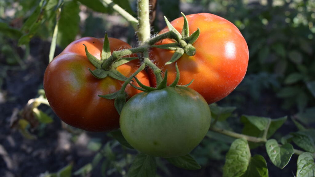 Seus tomates não ficam vermelhos Veja o que ninguém te contou