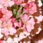 A flor que transforma seu jardim em um espetáculo de cores