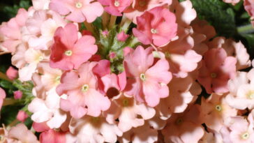 A flor que transforma seu jardim em um espetáculo de cores