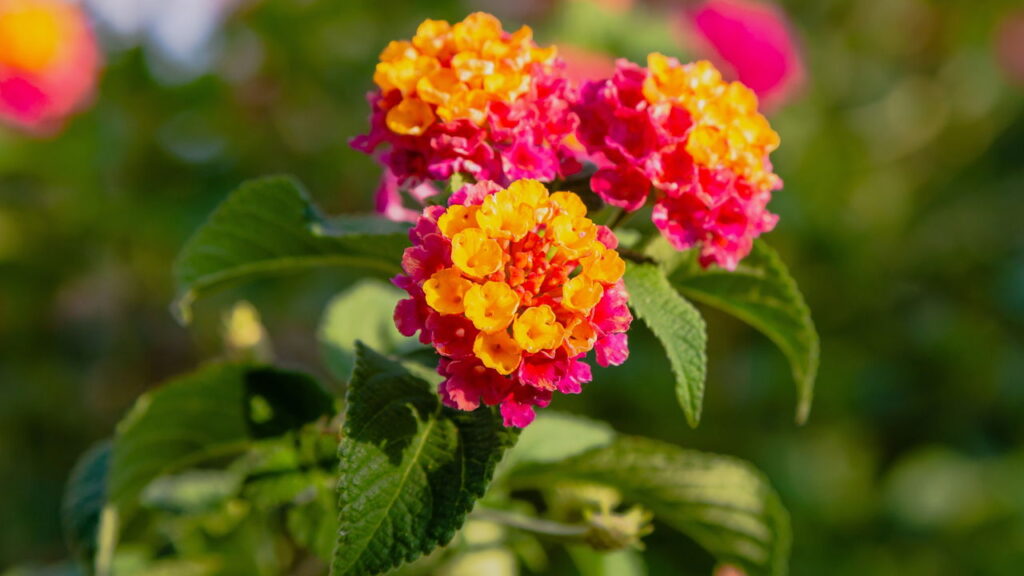 A flor que transforma seu jardim em um espetáculo de cores