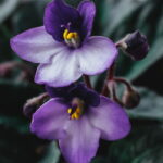 Aprenda a cultivar Violeta, a flor que traz conforto e aconchego para seu lar