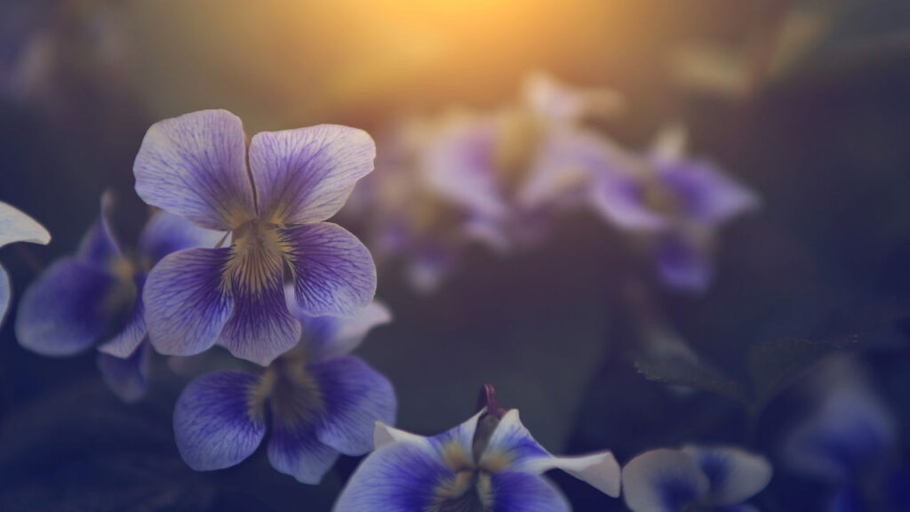 Aprenda a cultivar Violeta, a flor que traz conforto e aconchego para seu lar
