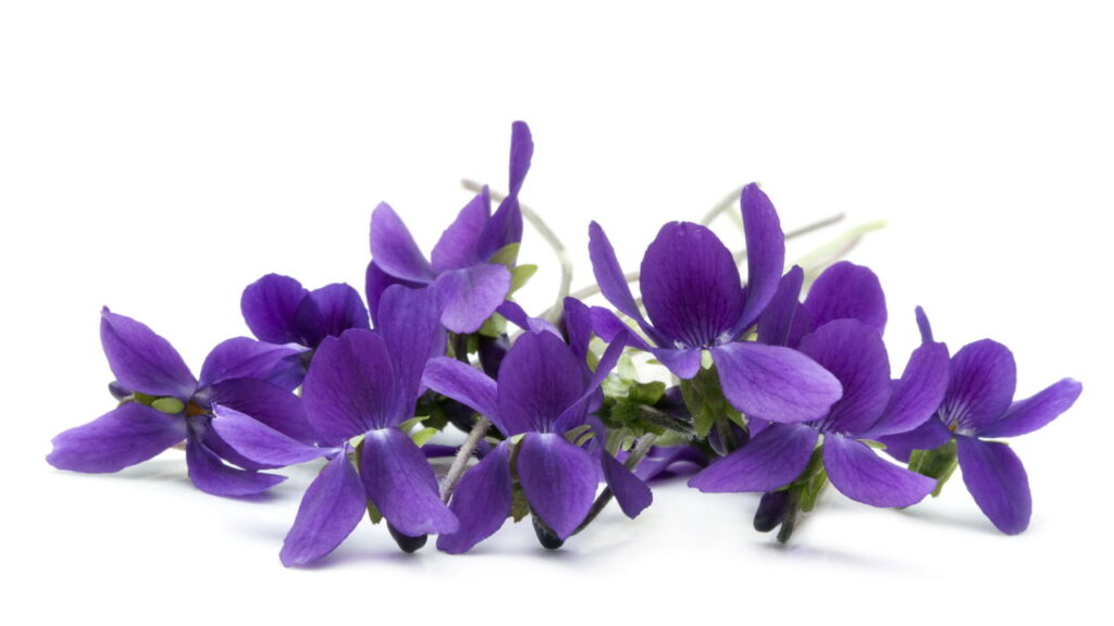 Aprenda a cultivar Violeta, a flor que traz conforto e aconchego para seu lar