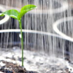 A água que você descarta pode ser o segredo do seu jardim saudável