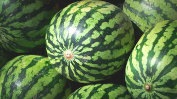A fruta com o menor índice calórico que mais sacia no calor