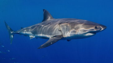 A criatura marcada por cientistas que reapareceu onde ninguém esperava