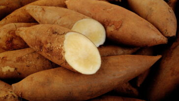 O tubérculo andino que está surpreendendo nutricionistas