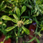 Os segredos do cultivo da Marcela-galega que poucas pessoas conhecem