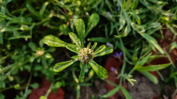 Os segredos do cultivo da Marcela-galega que poucas pessoas conhecem