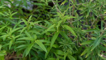 Essa planta melhora o chimarrão, alivia o estômago e enfeita seu jardim