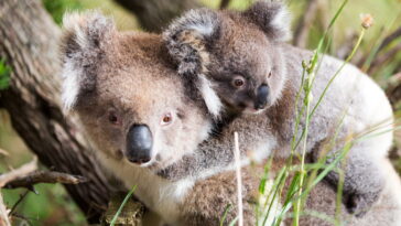 O bichinho mais fofo do crochê chegou pra ficar no seu ateliê