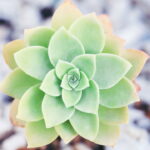 Essa planta quase indestrutível está ganhando espaço nos jardins do Brasil