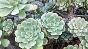 Transforme seu sofá com uma almofada de suculentas feita à mão