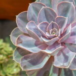 Veja por que a Echeveria é a suculenta preferida dos brasileiros e aprenda como plantá-la
