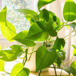 Essa planta transforma qualquer canto da casa e quase ninguém sabe disso