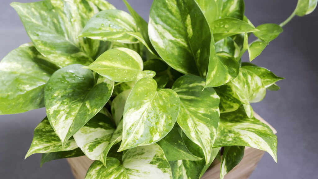 Essa planta transforma qualquer canto da casa e quase ninguém sabe disso