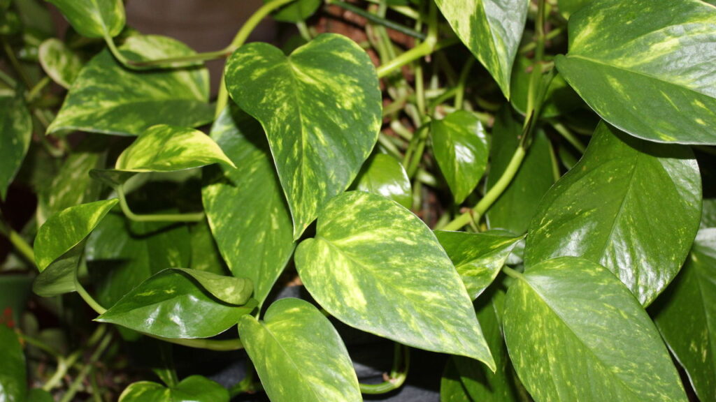 O truque simples com pedras que mantém suas plantas vivas por mais tempo