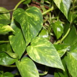 O truque simples com pedras que mantém suas plantas vivas por mais tempo