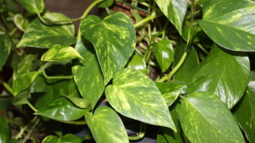 O truque simples com pedras que mantém suas plantas vivas por mais tempo