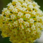 Flor de cera virou a queridinha dos lares brasileiros e o motivo surpreende