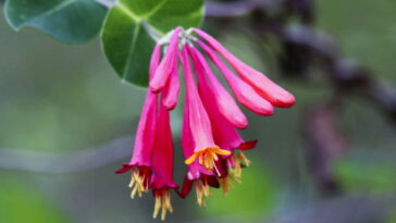 A trepadeira tropical que conquistou os brasileiros e virou tendência nos quintais
