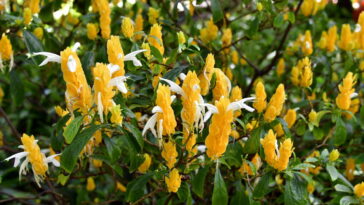 Essa planta brasileira virou febre entre paisagistas pode estar na sua casa