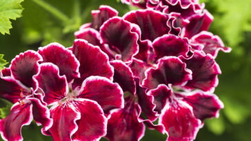 Essa planta está virando tendência como repelente natural no Brasil