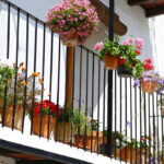 As 3 plantas que amam o sol e deixam varandas e jardins vibrantes
