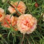 A flor mais fácil de cultivar e perfeita para jardins ensolarados