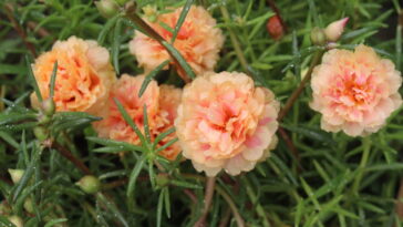 A flor mais fácil de cultivar e perfeita para jardins ensolarados