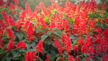 Essa flor simples pode transformar seu jardim e atrair visitantes encantadores