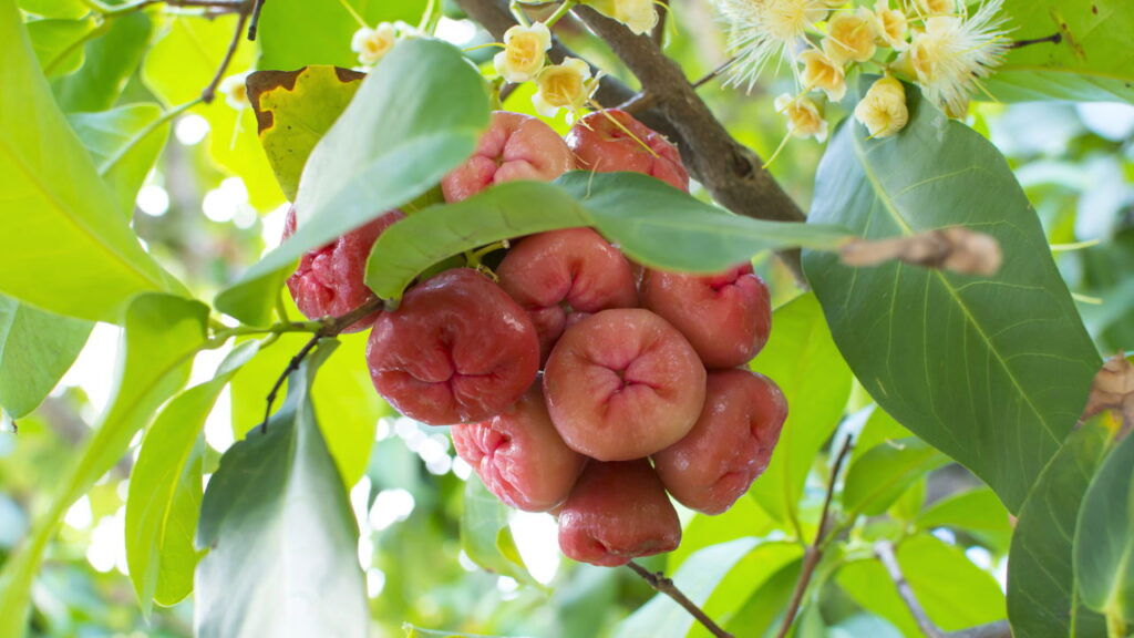 Conheça a fruta tropical mais poderosa para regular o intestino