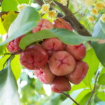 Conheça a fruta tropical mais poderosa para regular o intestino