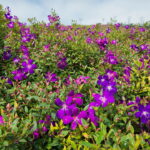 Quais cuidados a quaresmeira precisa para florescer com vigor?