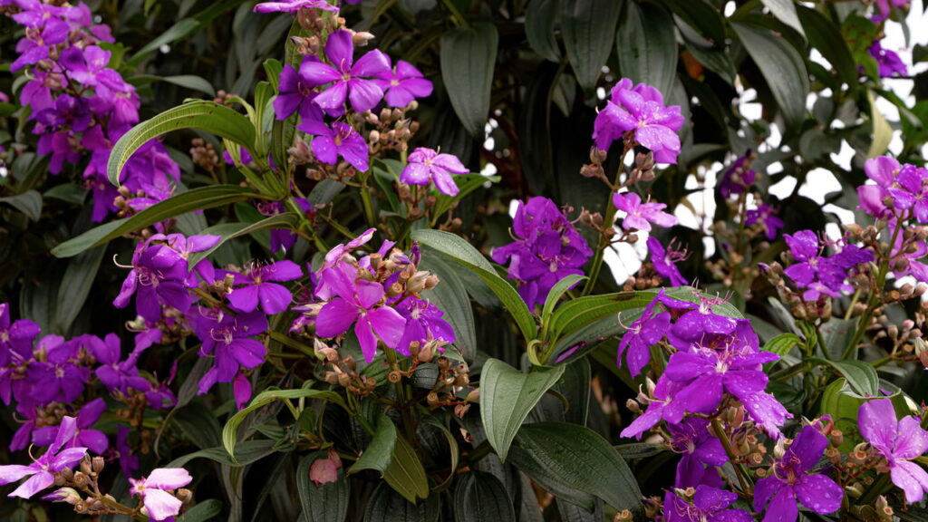 Ela muda de cor sozinha e virou o xodó dos jardins brasileiros