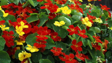 Brasileiros estão apostando nessa planta e o visual do jardim muda em semanas