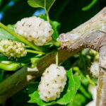A planta que virou sensação nas feiras naturais por seus efeitos surpreendentes