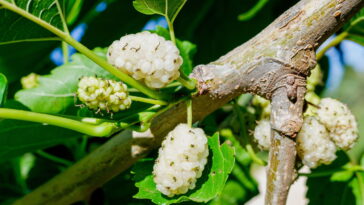 A planta que virou sensação nas feiras naturais por seus efeitos surpreendentes
