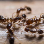A solução natural contra formigas que brasileiros estão redescobrindo