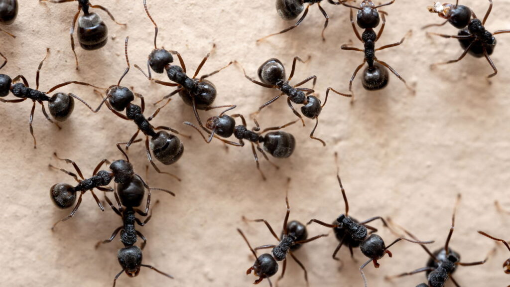 A solução natural contra formigas que brasileiros estão redescobrindo