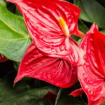 O segredo para multiplicar antúrio em casa e ter flores o ano todo
