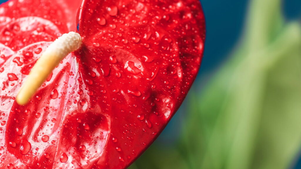 O segredo para multiplicar antúrio em casa e ter flores o ano todo