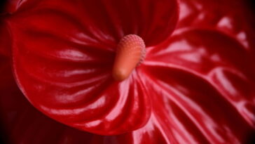 Esse vasinho em crochê está encantando quem ama flores tropicais